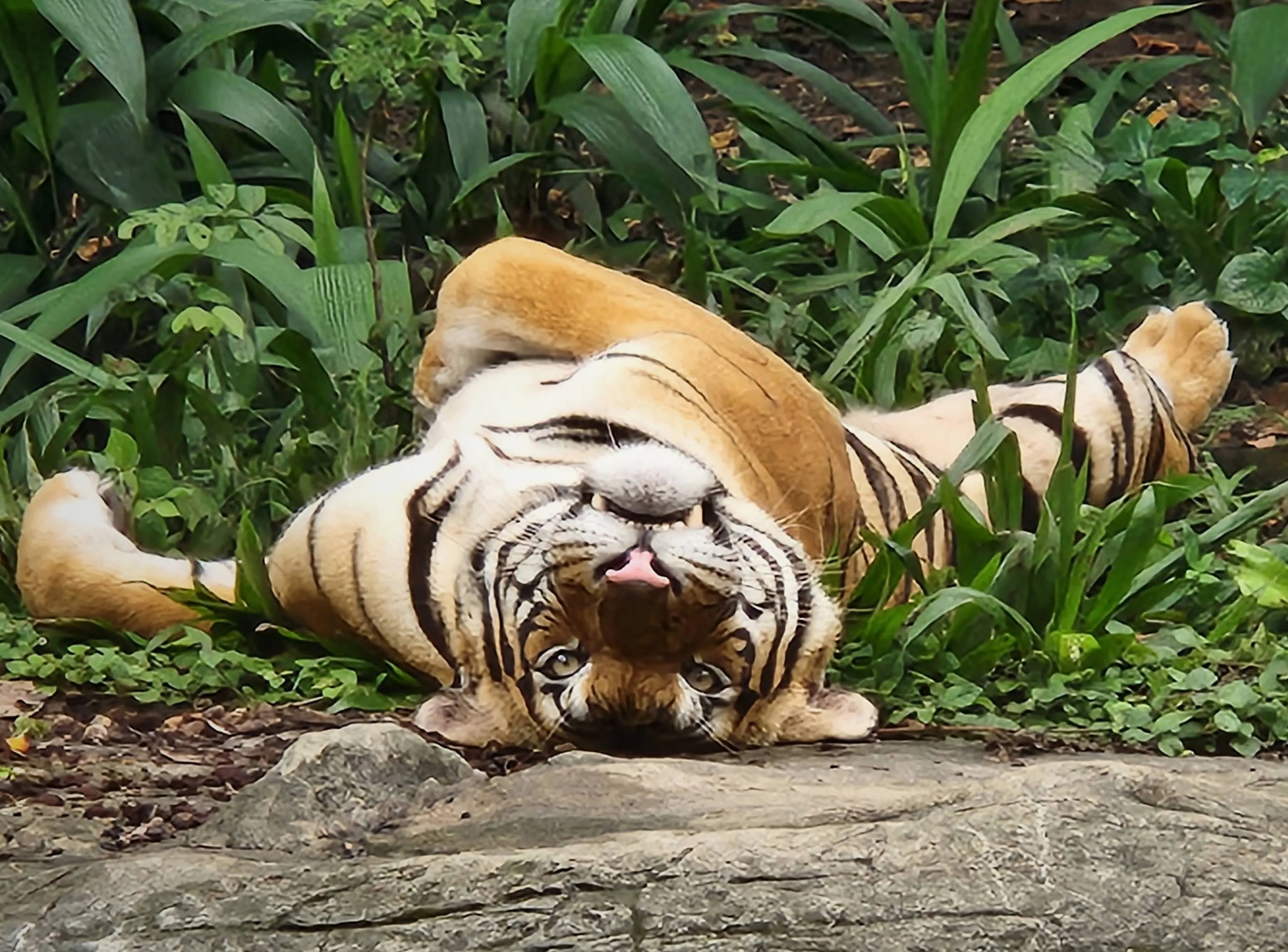 Malayan Tiger