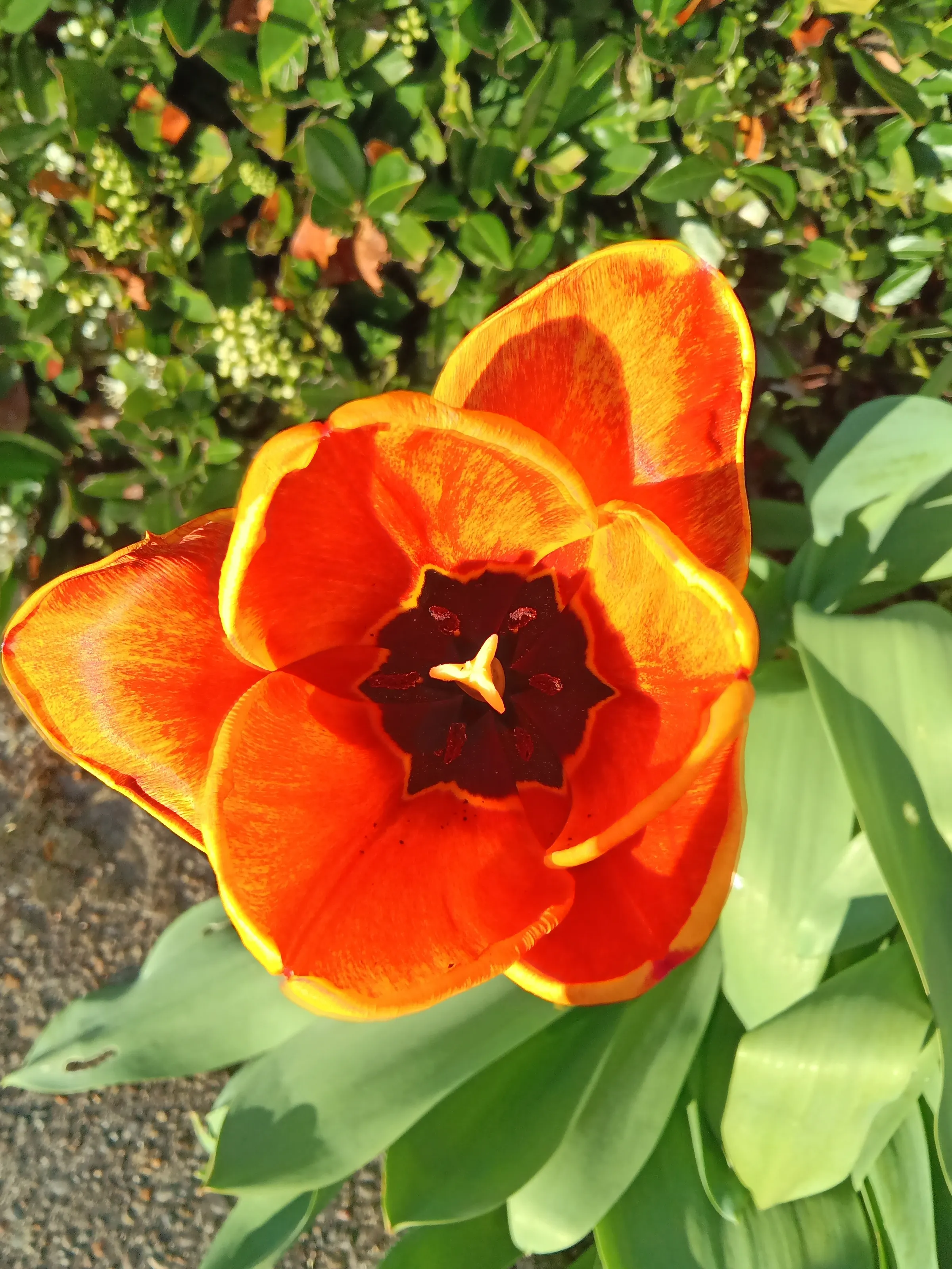 Orange Blossom