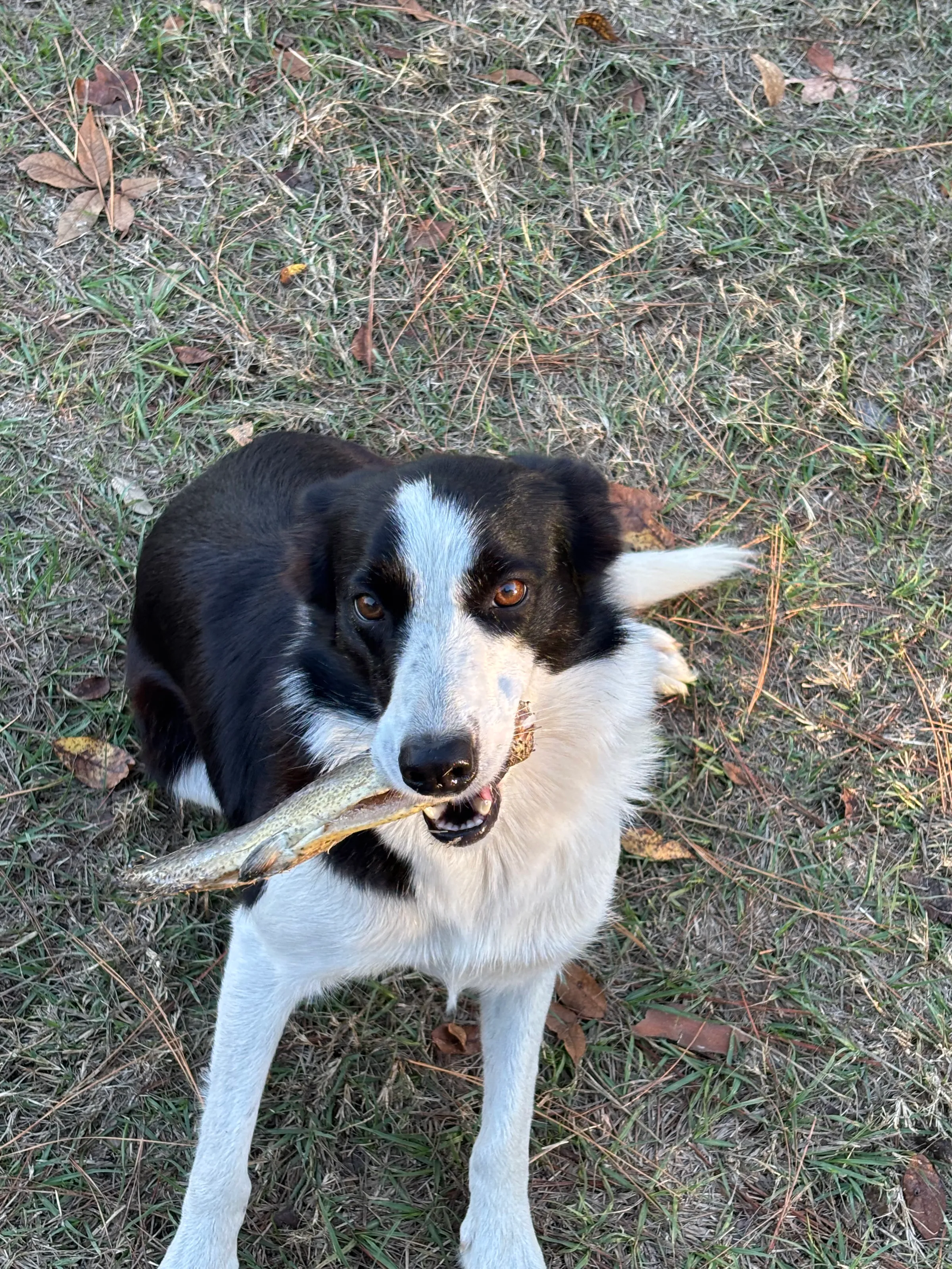 Maggie the Border Collie