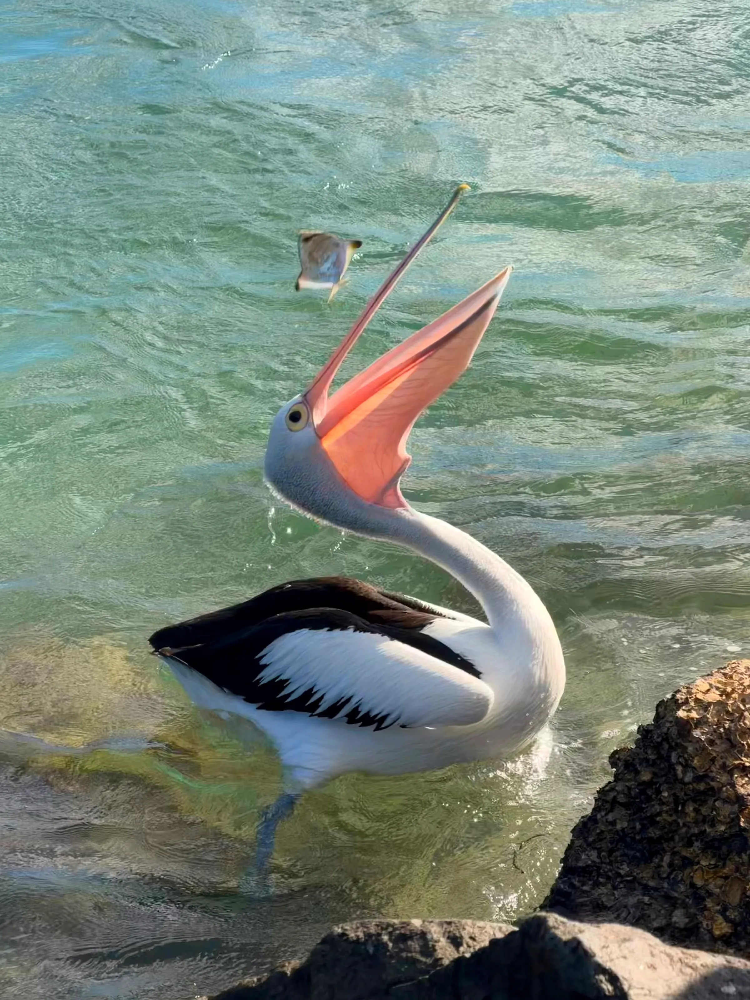 Pelican on the hunt