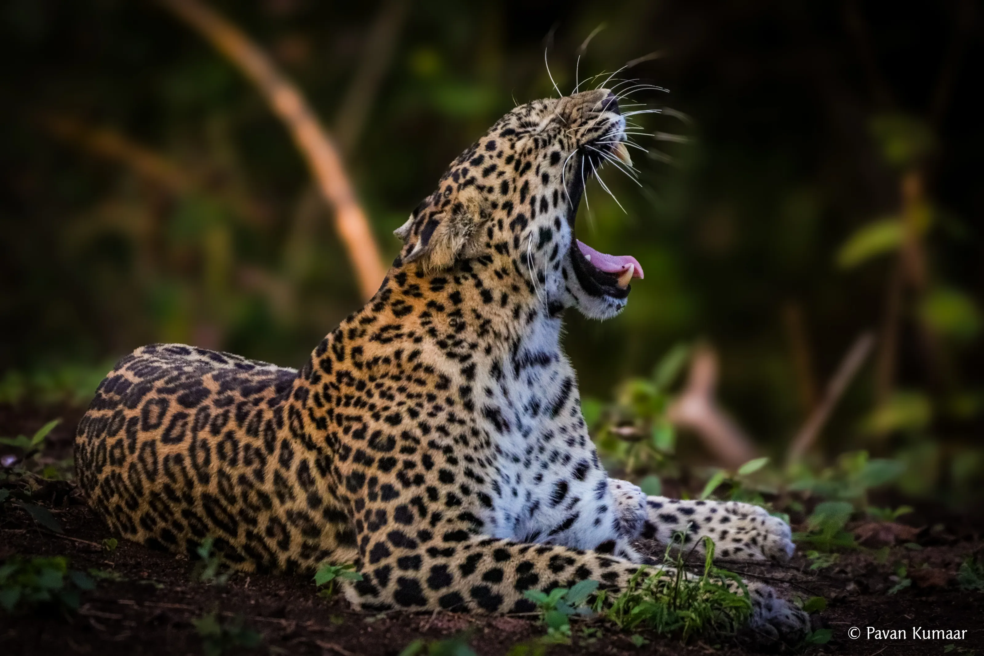 The Gape of Silence