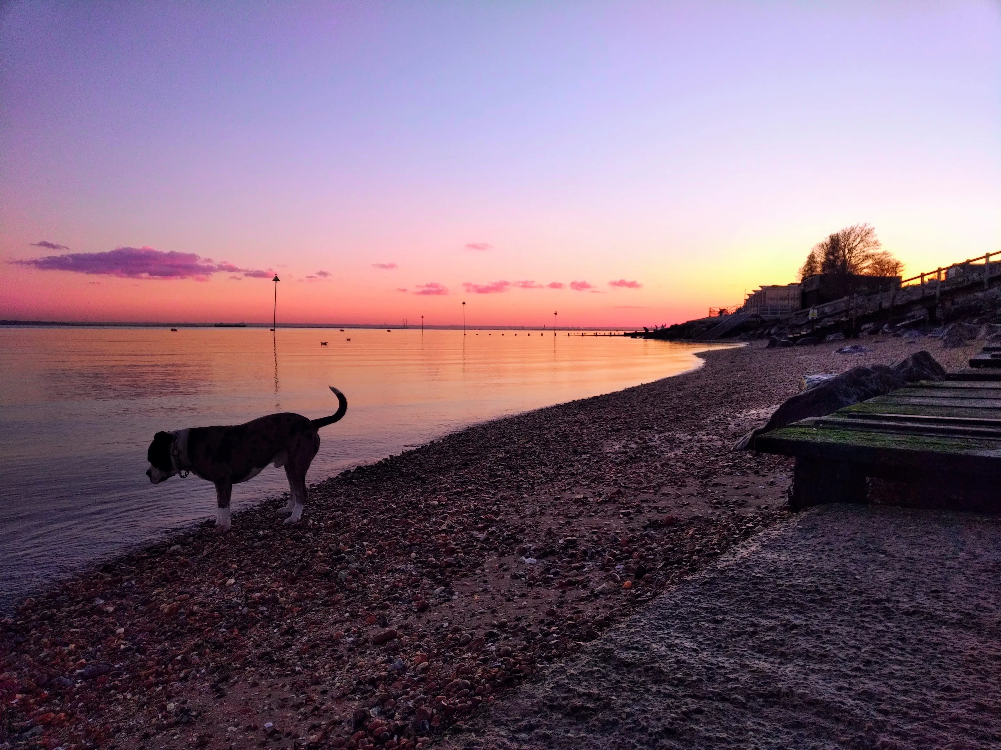 Dogs at Sunrise and Sunset (in colour)