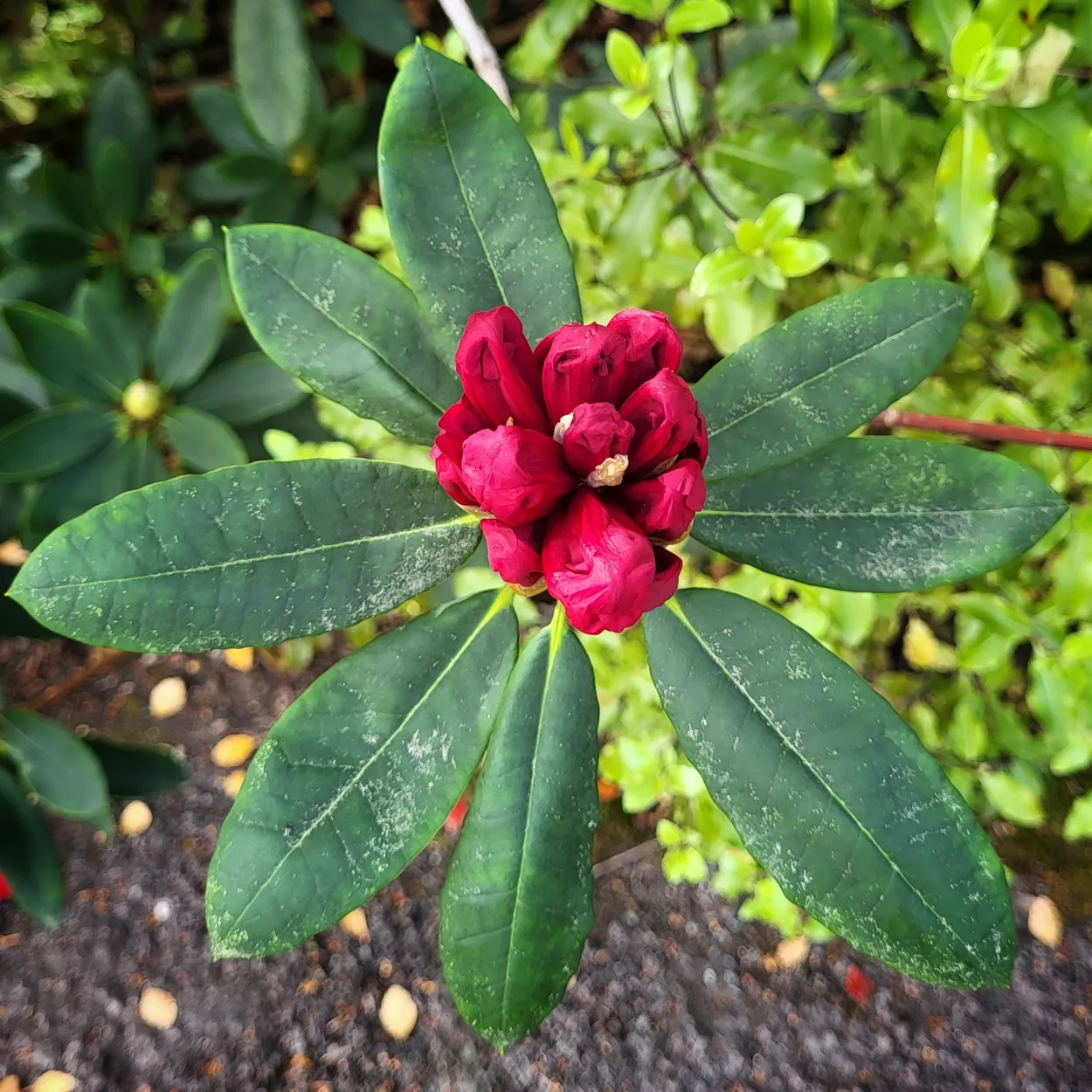Close-Up of New Growth and Buds