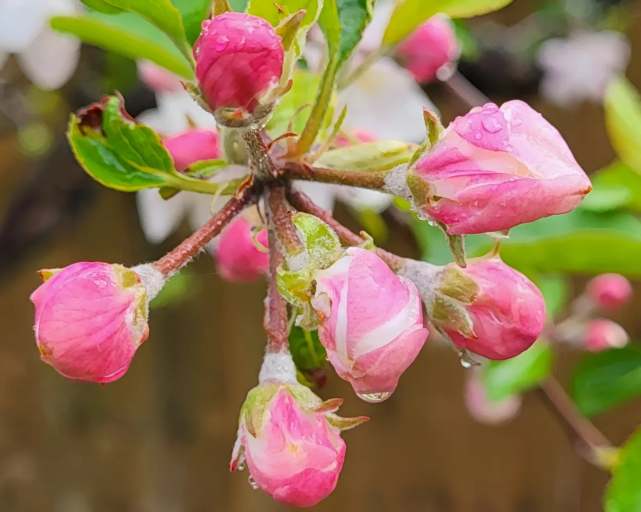 Close-Up of New Growth and Buds