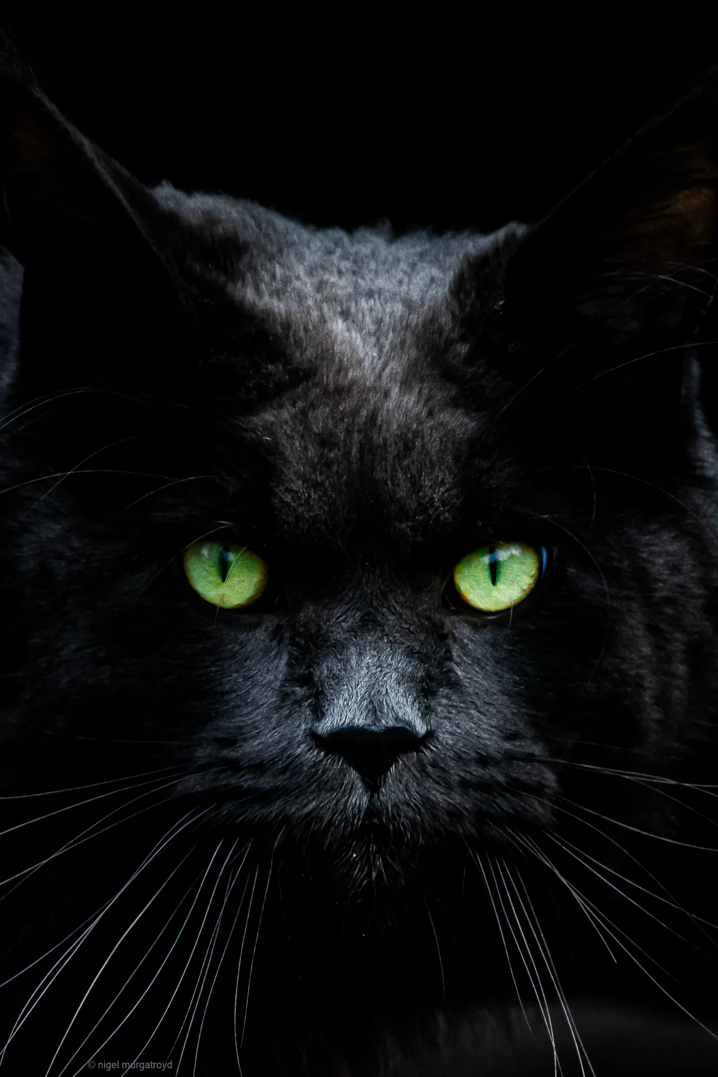 Low key cat
