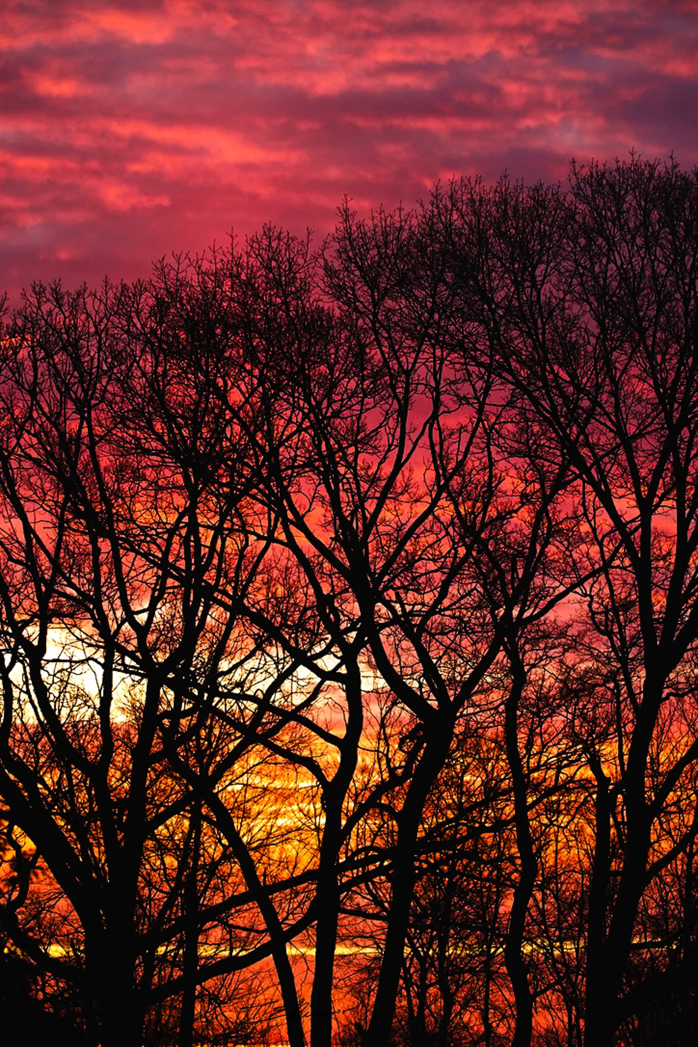Sunrise through the trees