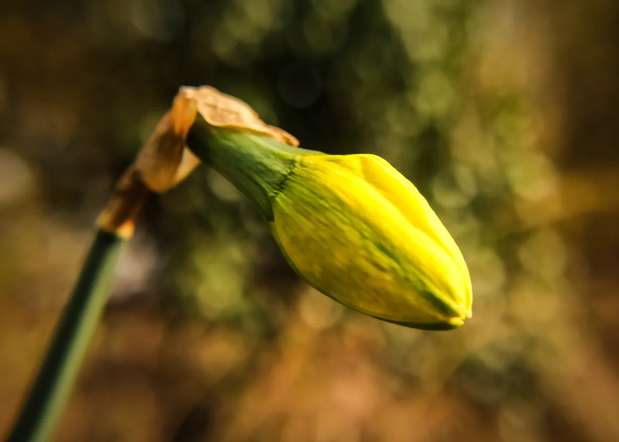 Daffodil