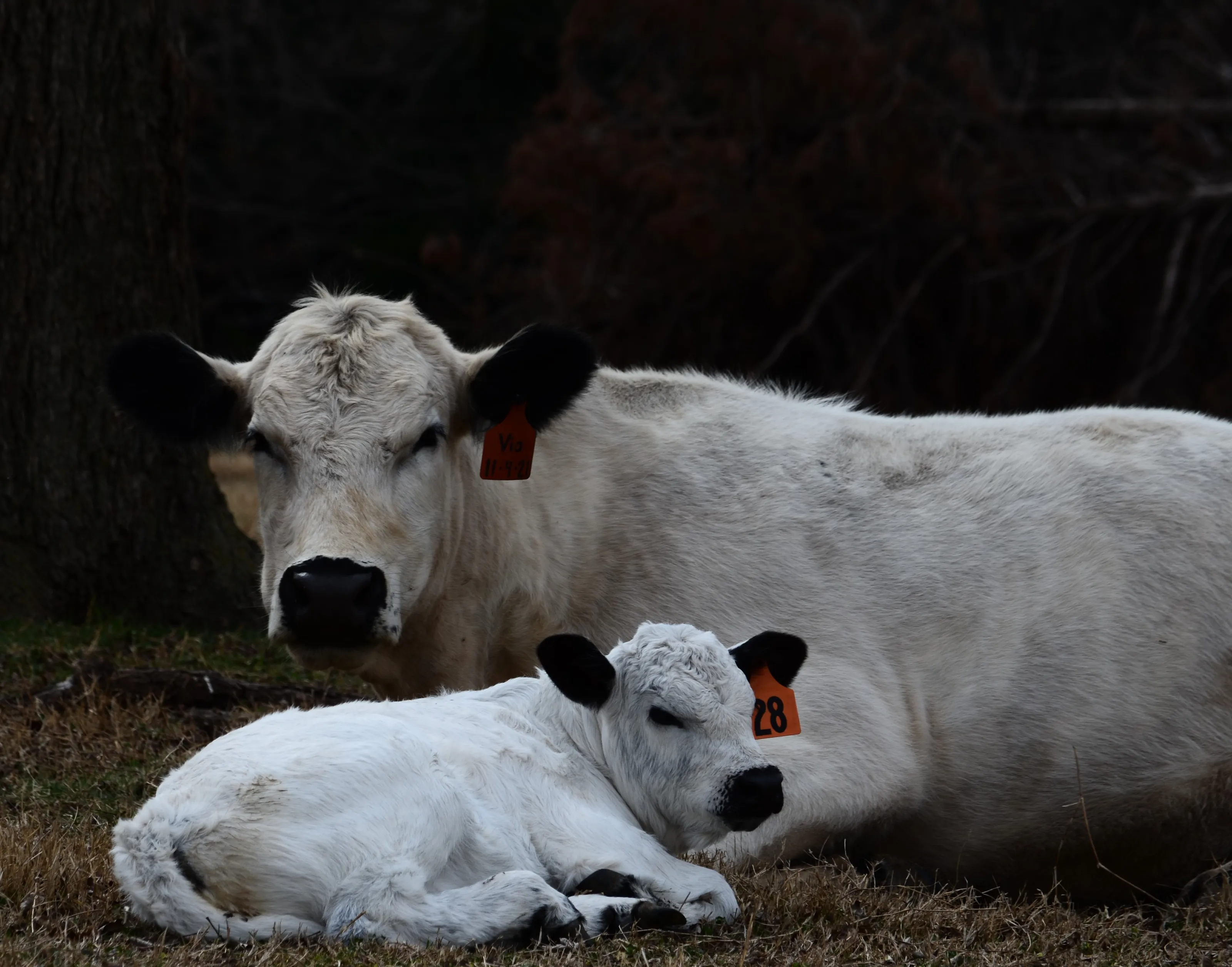 Pastoral
