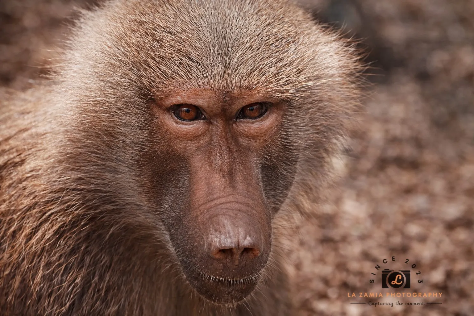 Lonely monkey