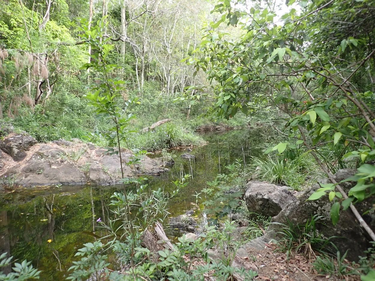 swampy