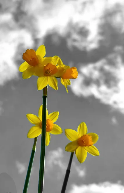 Daffodils