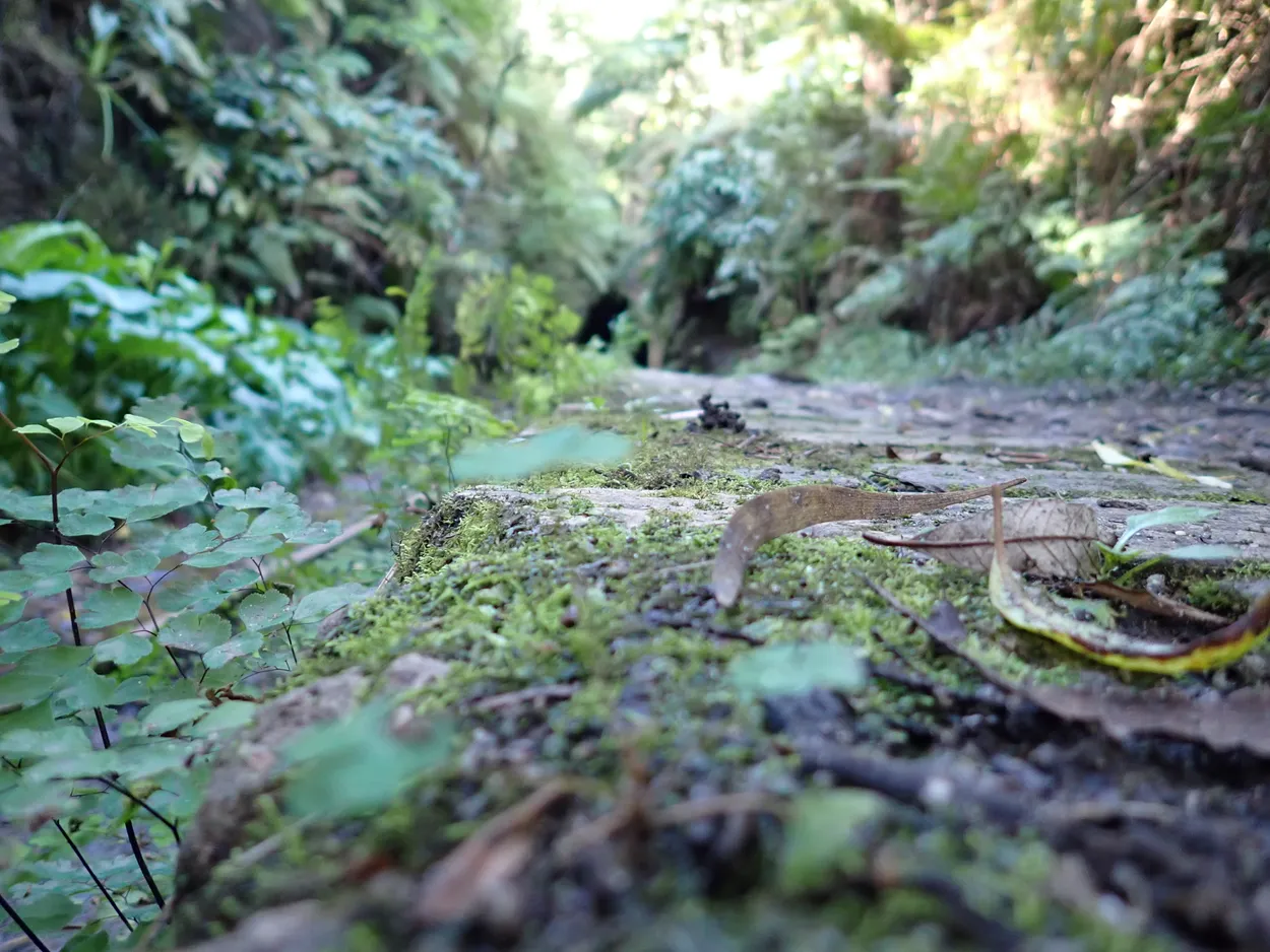 a walk in the wilderness