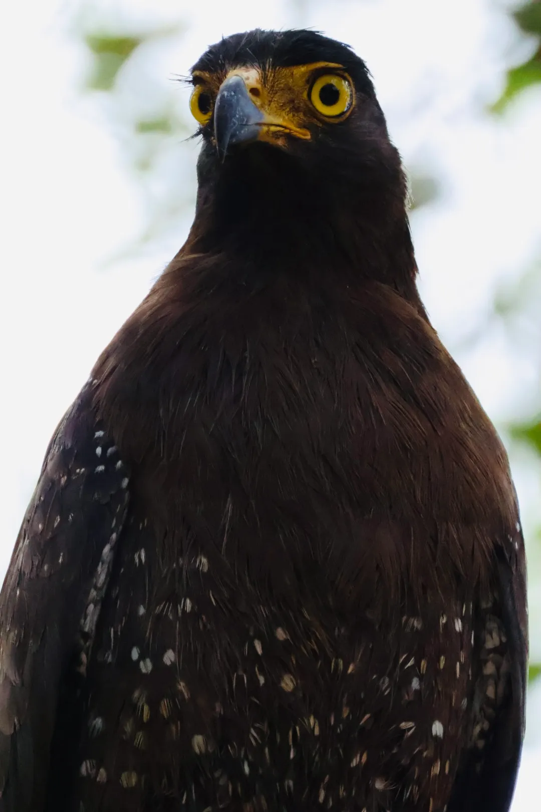 Eagles dawning
