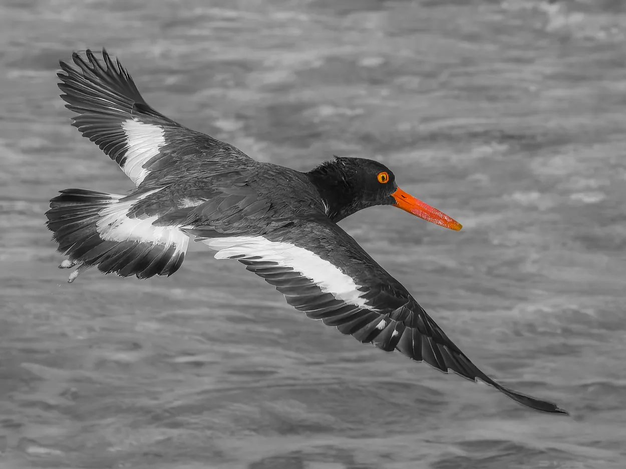 American Oystercatcher - sc