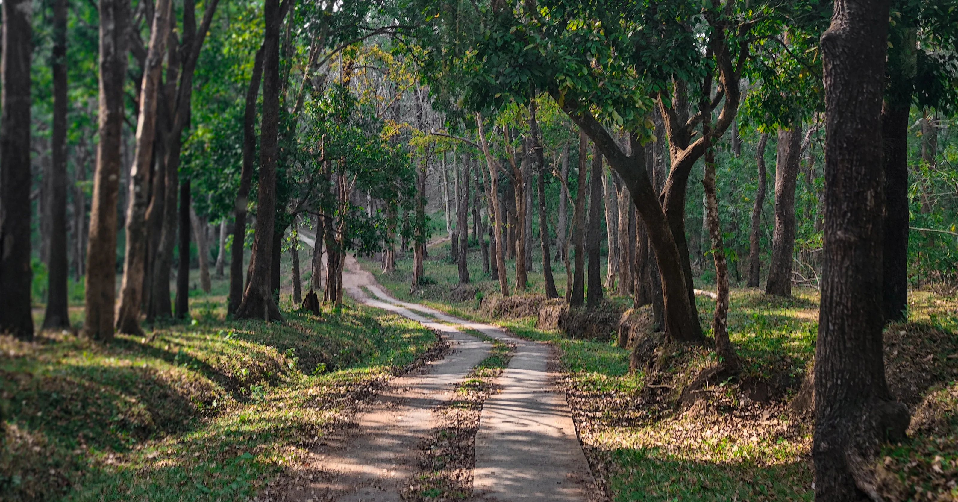 Into the Wild Path