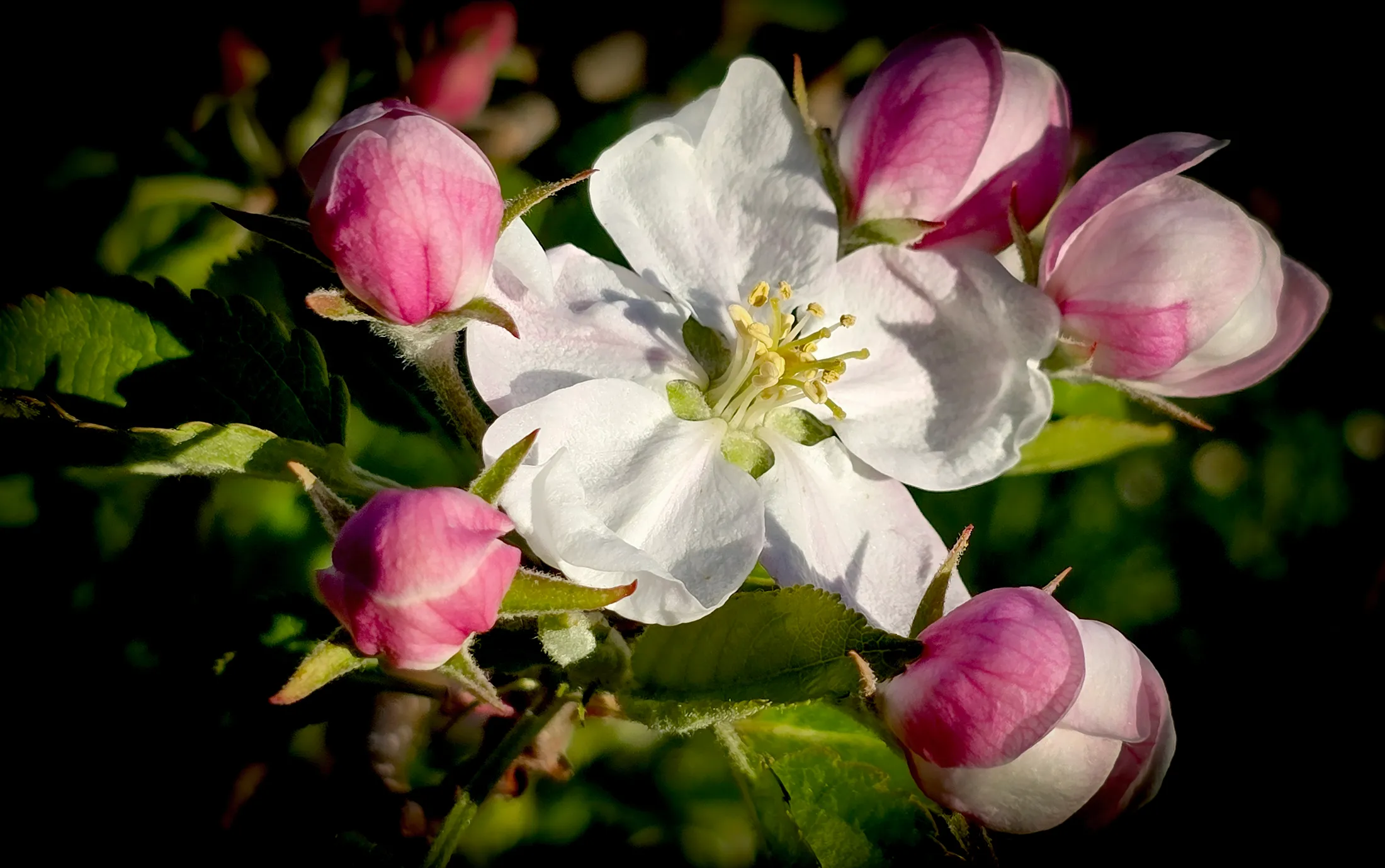 Apple blossom and buds