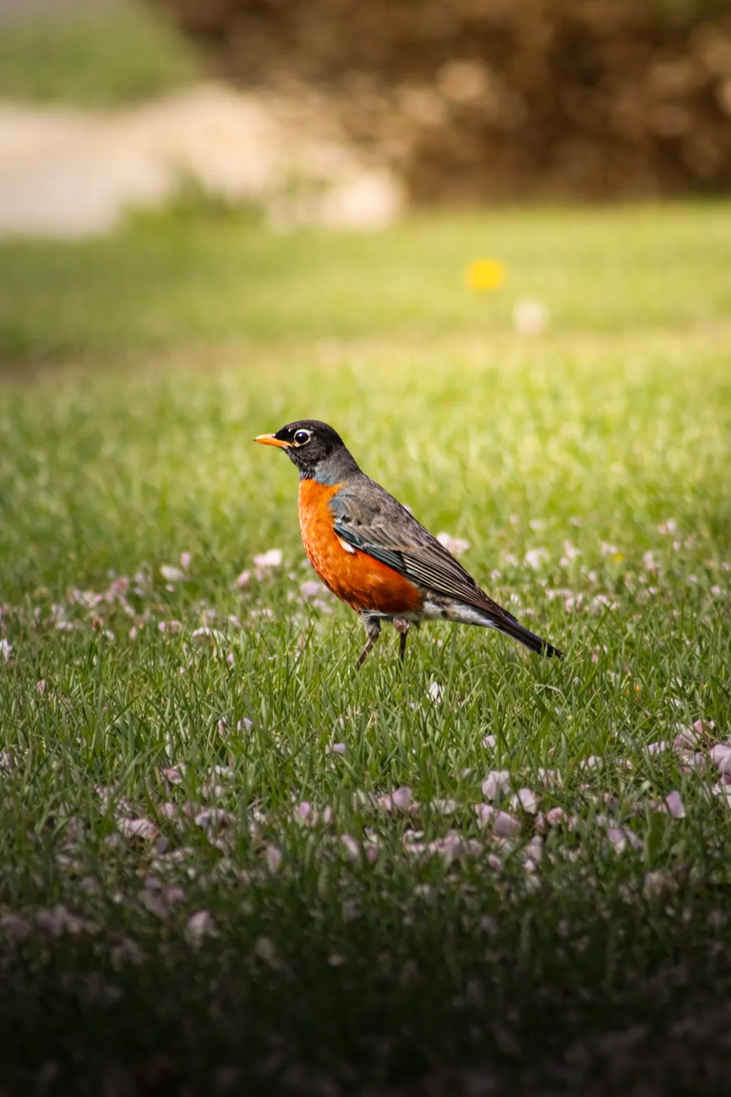 Bird of Blossoms