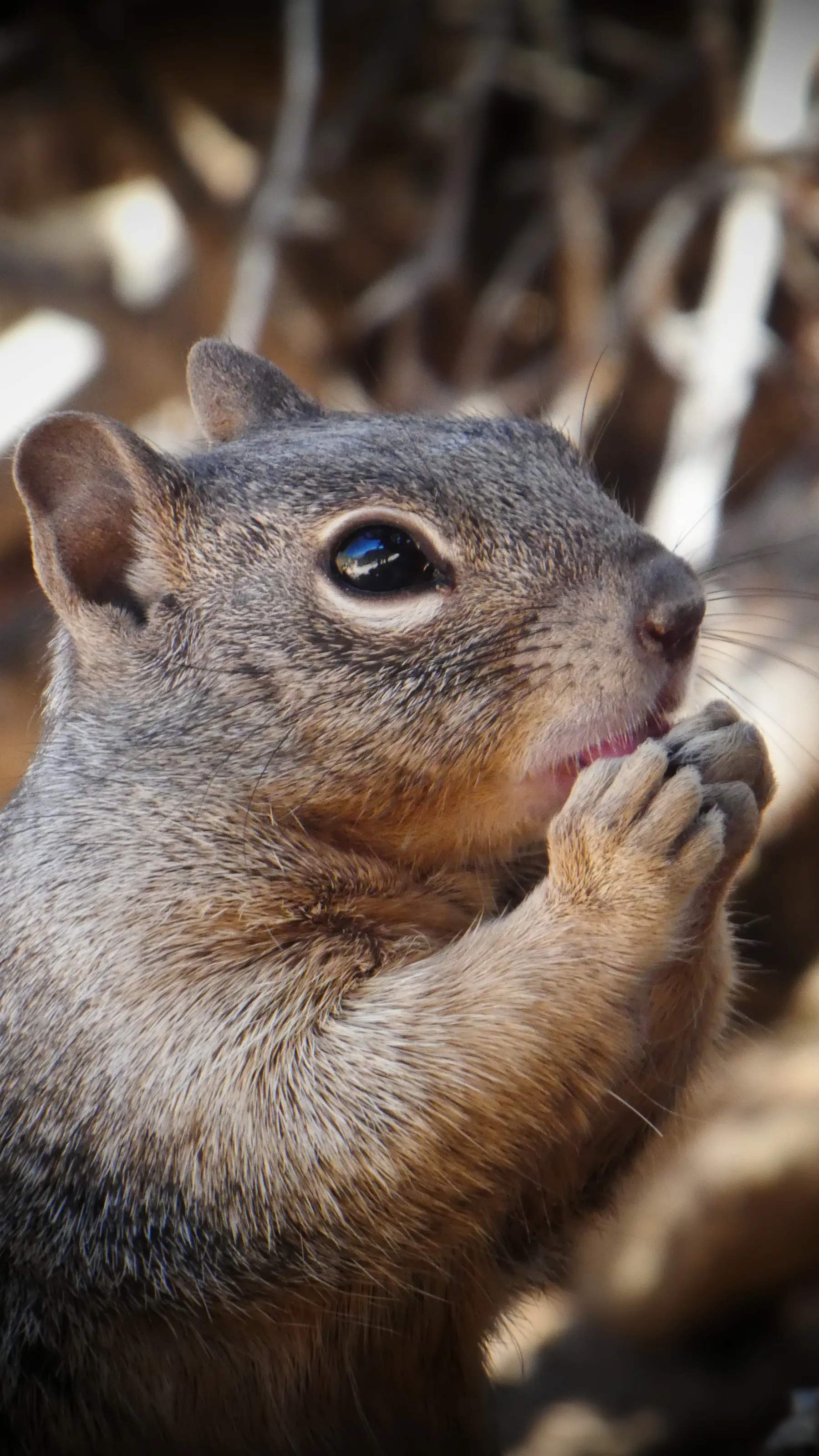 Squirrel Shot in Grand Canyon