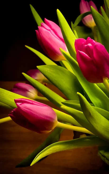 Bouquet of pink tulips