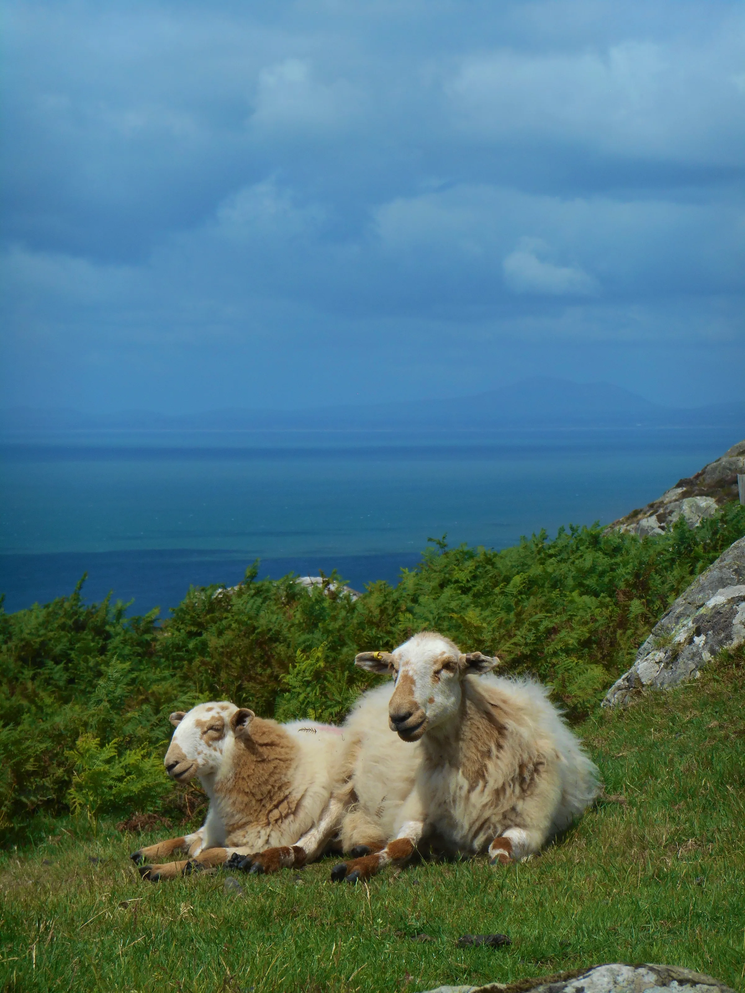 Sheep in Barmouth
