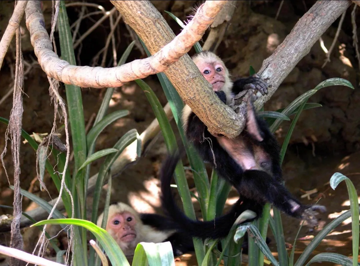 White Faced Capuchin Monkeys