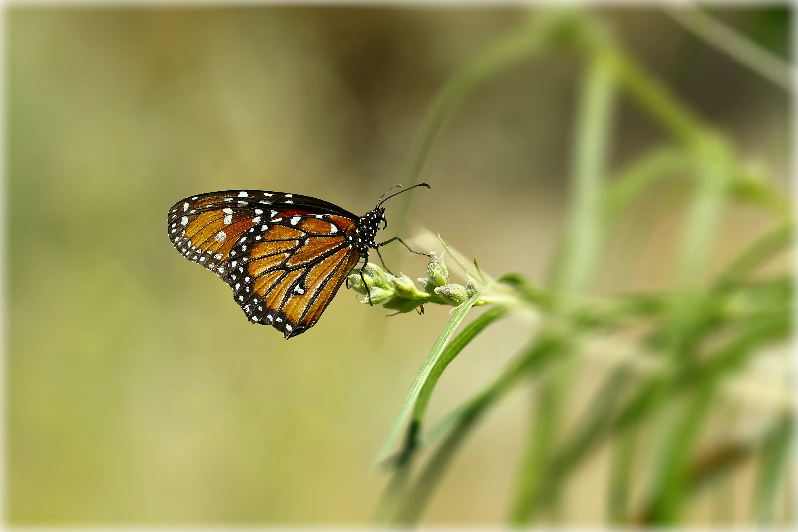 Butterfly on plant
