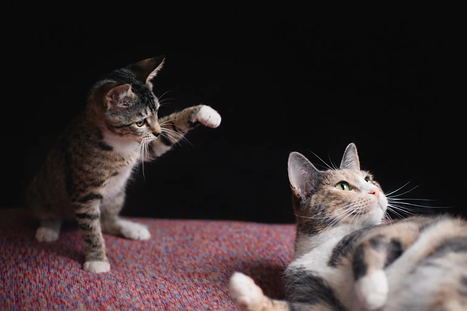 Cheeky kitten