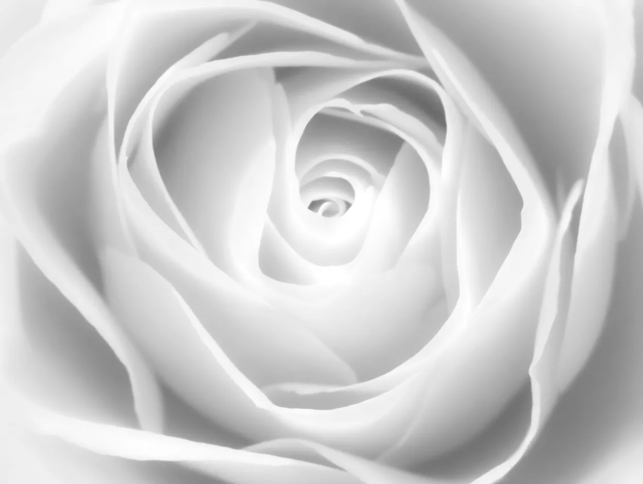 Diving Into A Rose