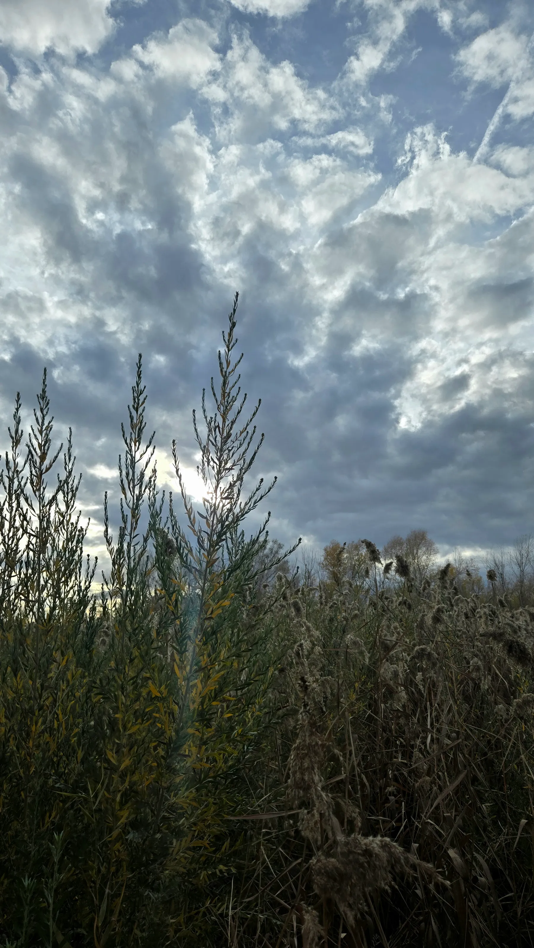 Under Restless Skies