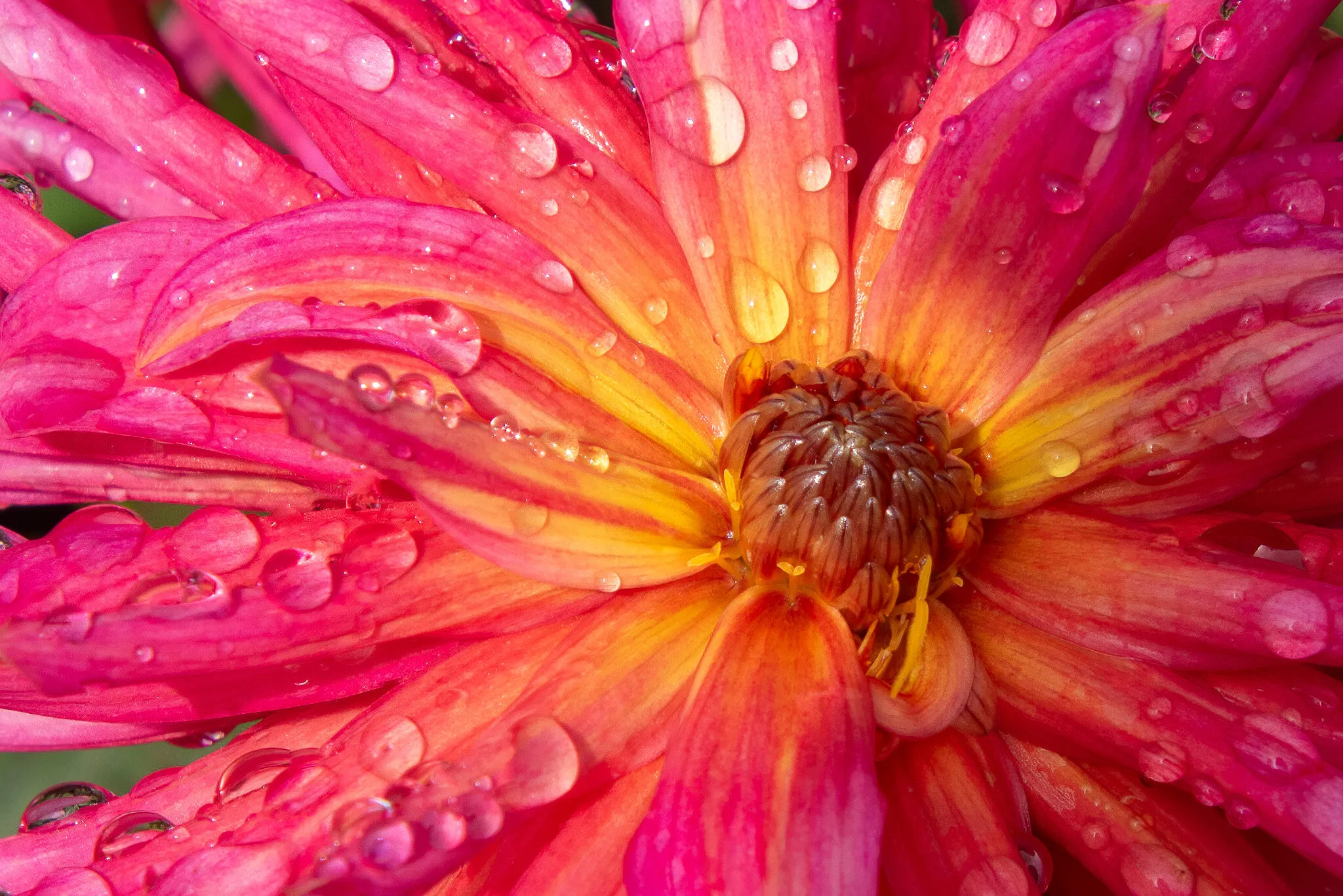 Water Drops on Flowers