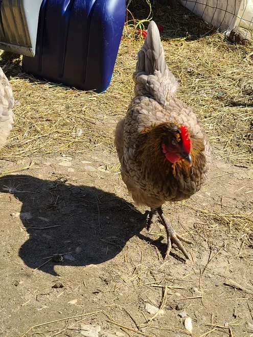 Chicken Salad, I Mean Shadow
