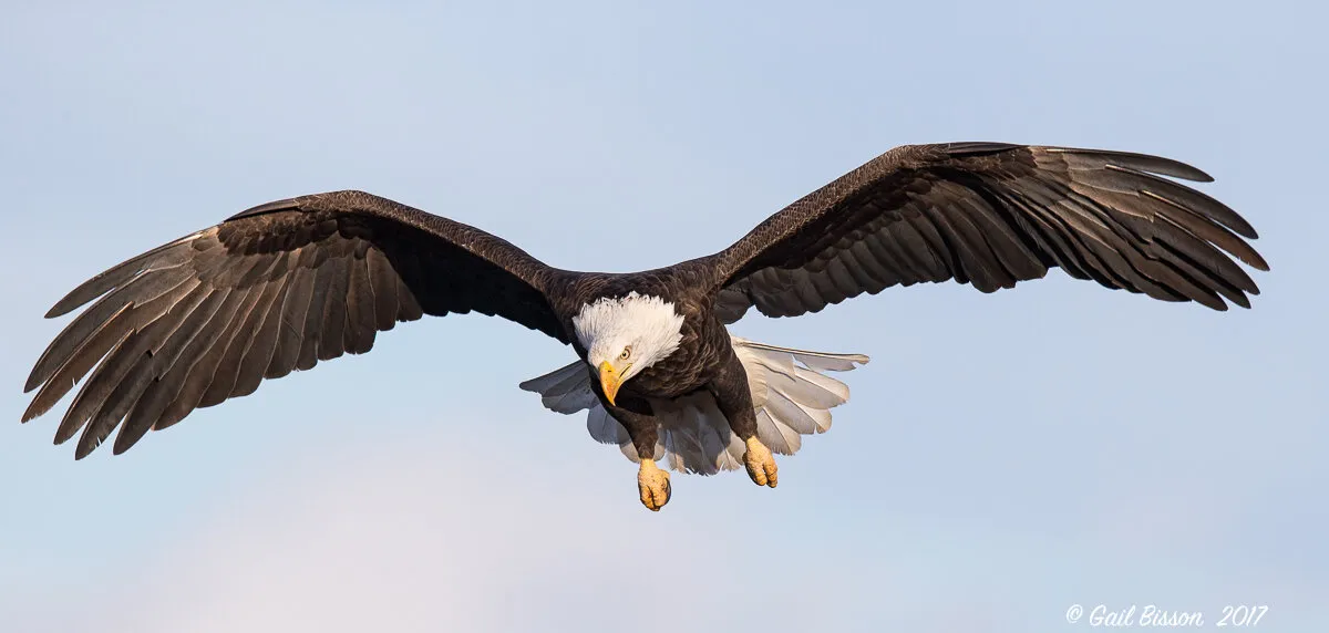 Bald Eagle