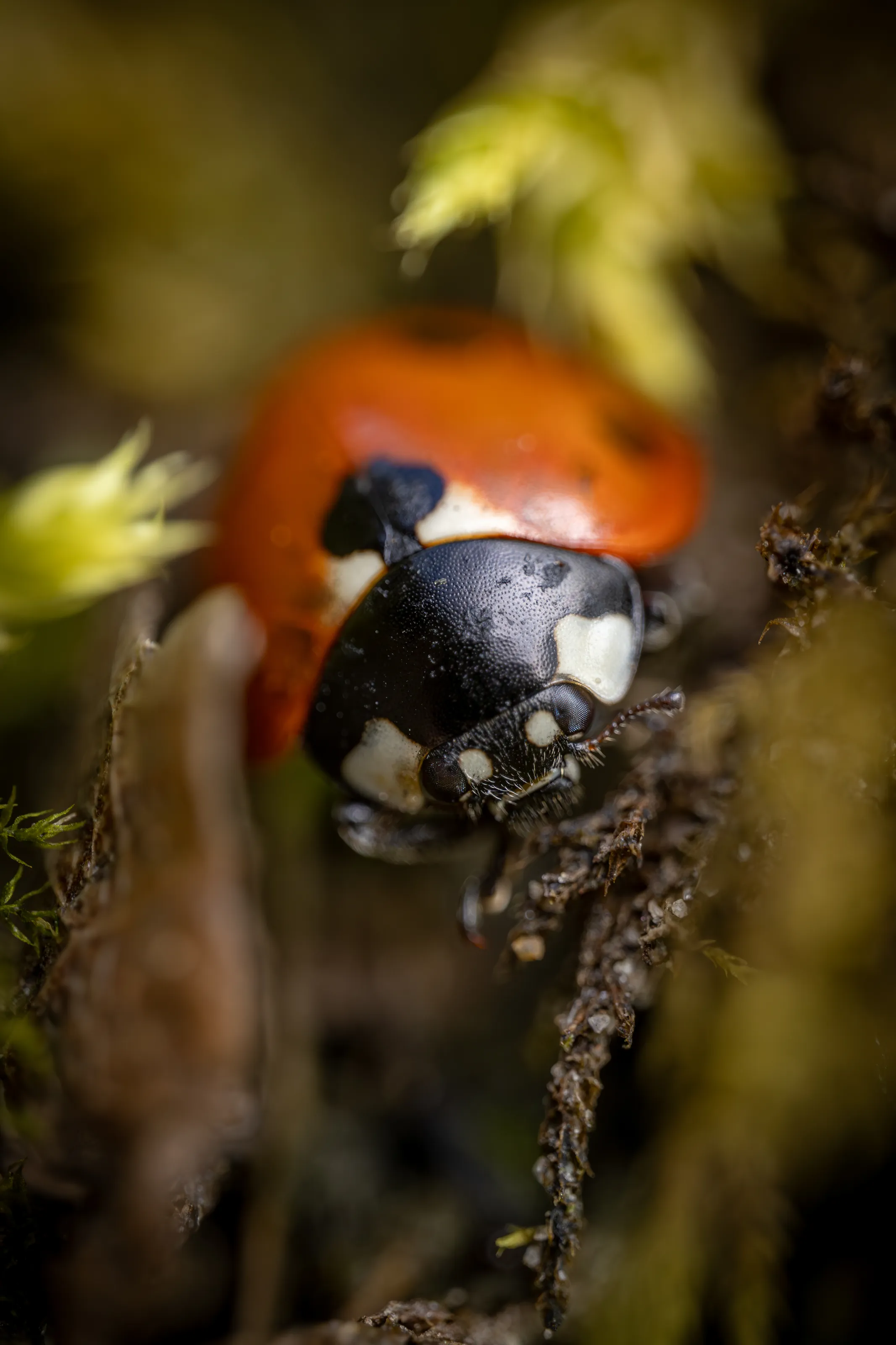 Ladybug