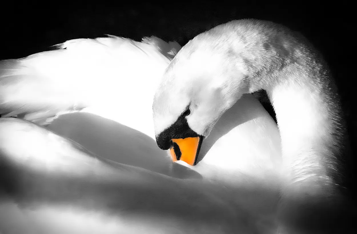 Orange beak