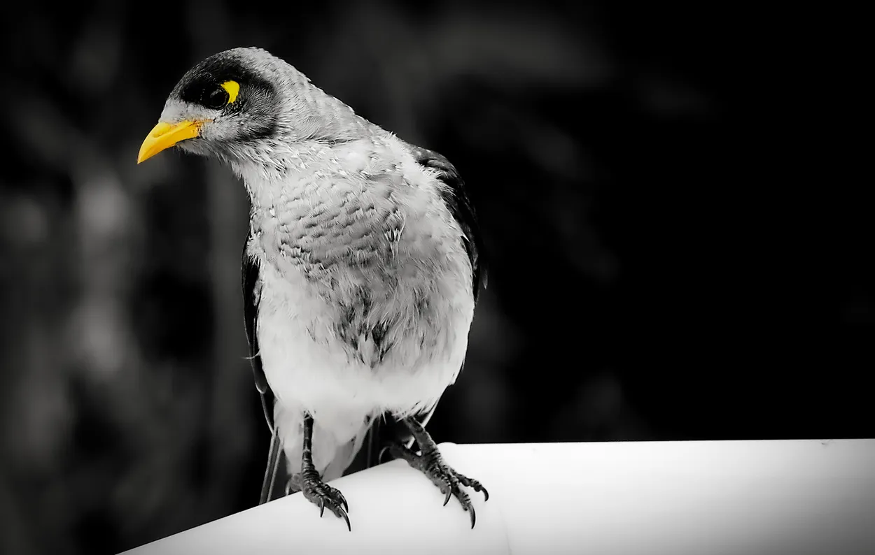 Black-white-yellow