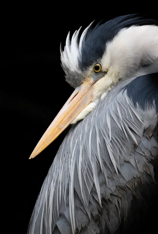 Heron