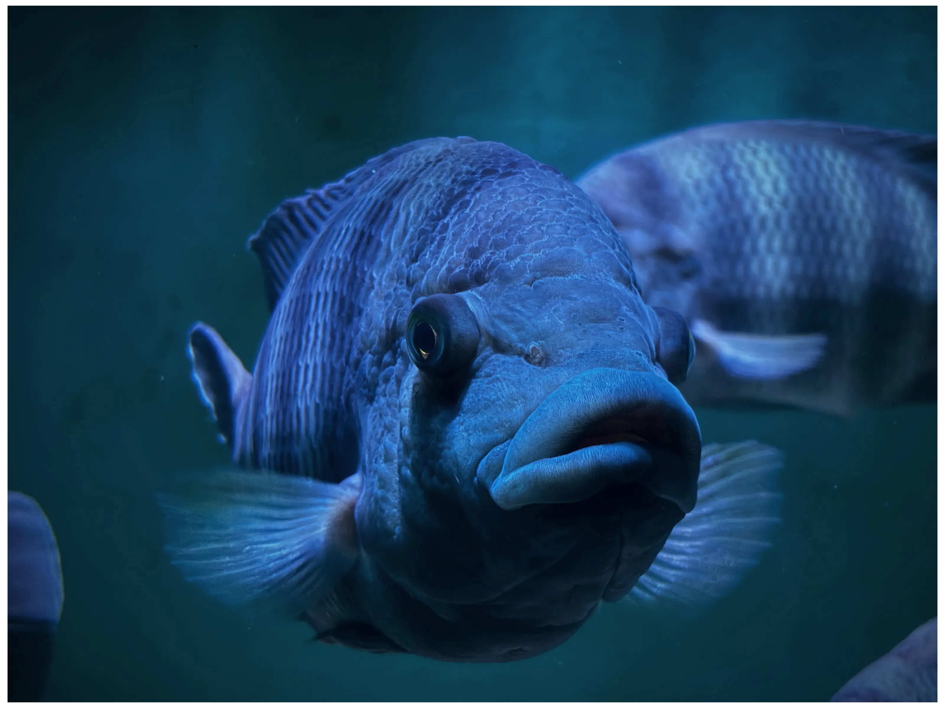Nile Tilapia