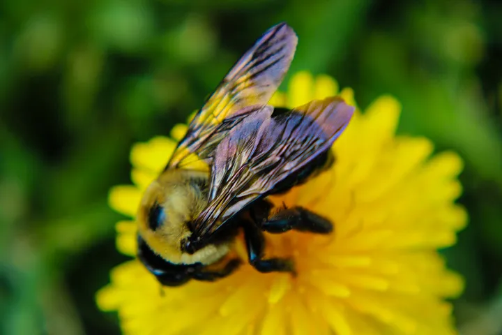 Bumble bee