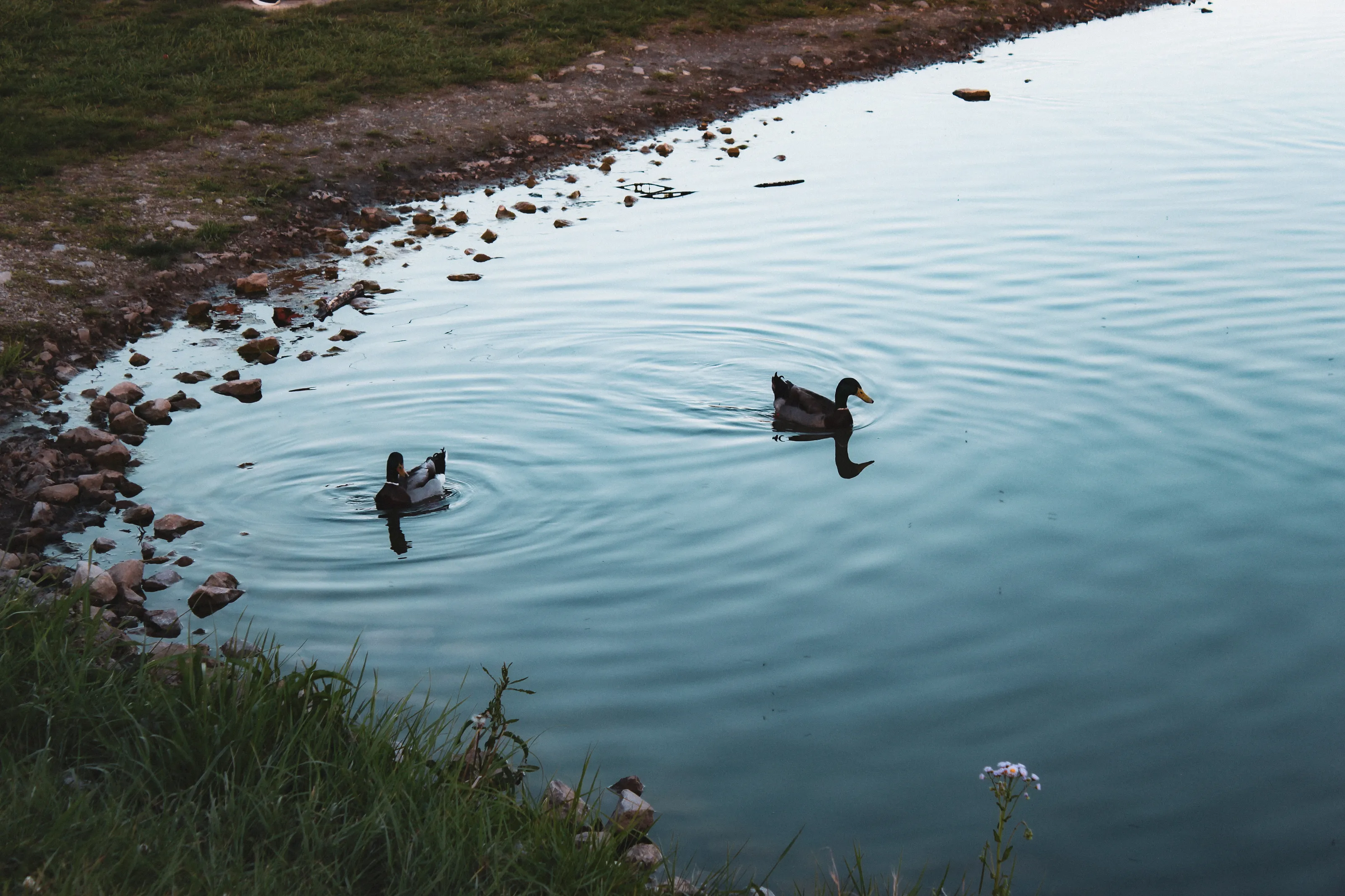 The ripple