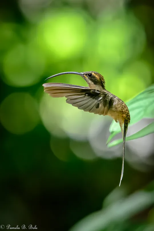 Long-billed Hermit