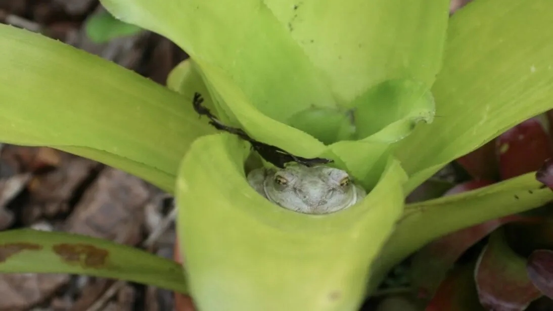 Snuggly frog
