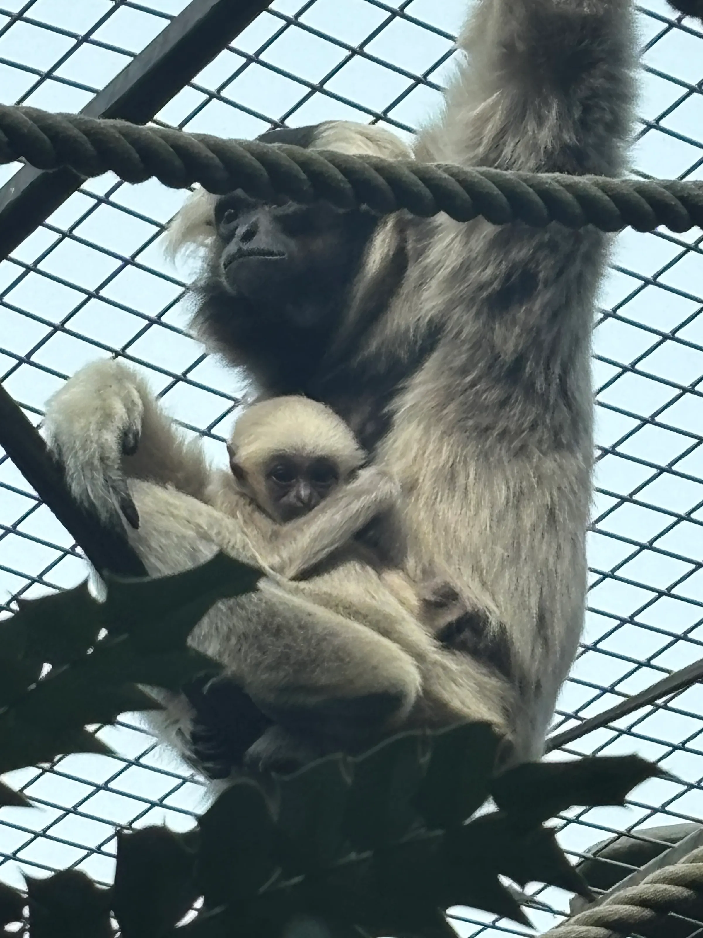 Baby monkey and mother