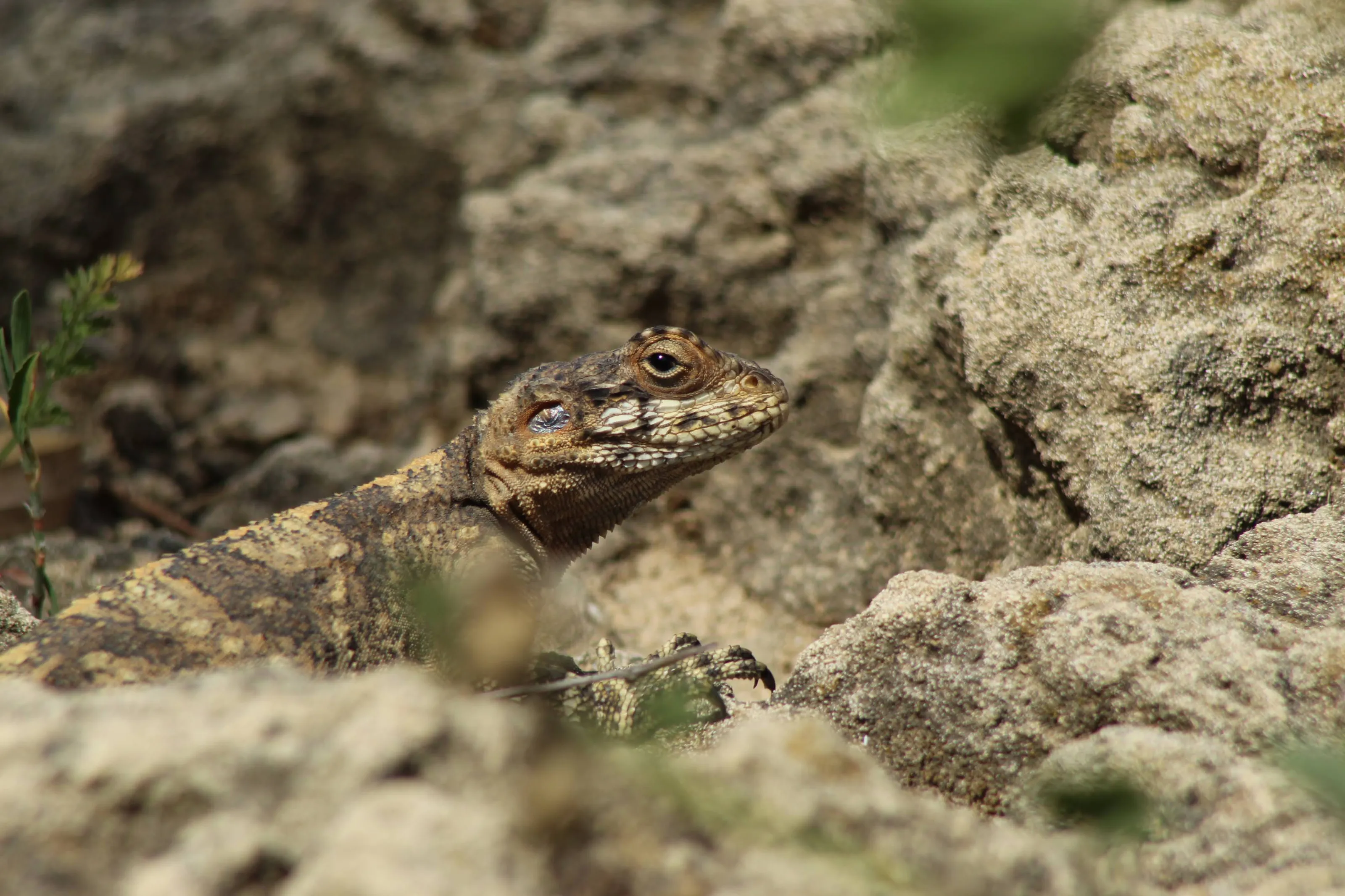 The judging eye