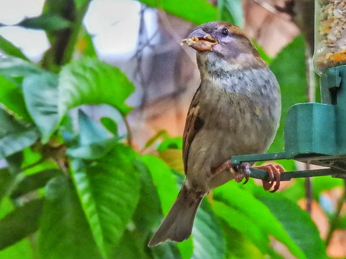 Sparrow