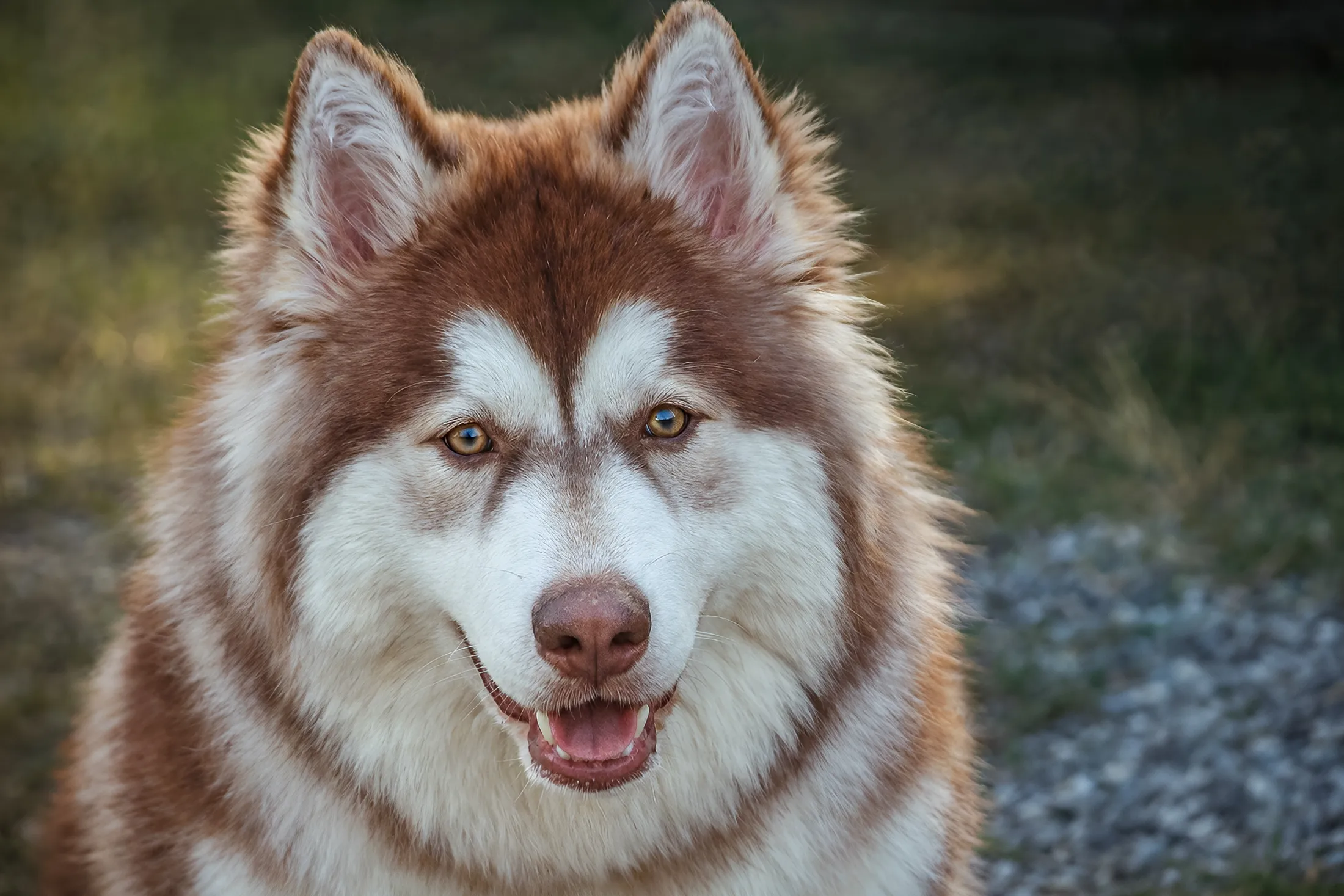 Husky