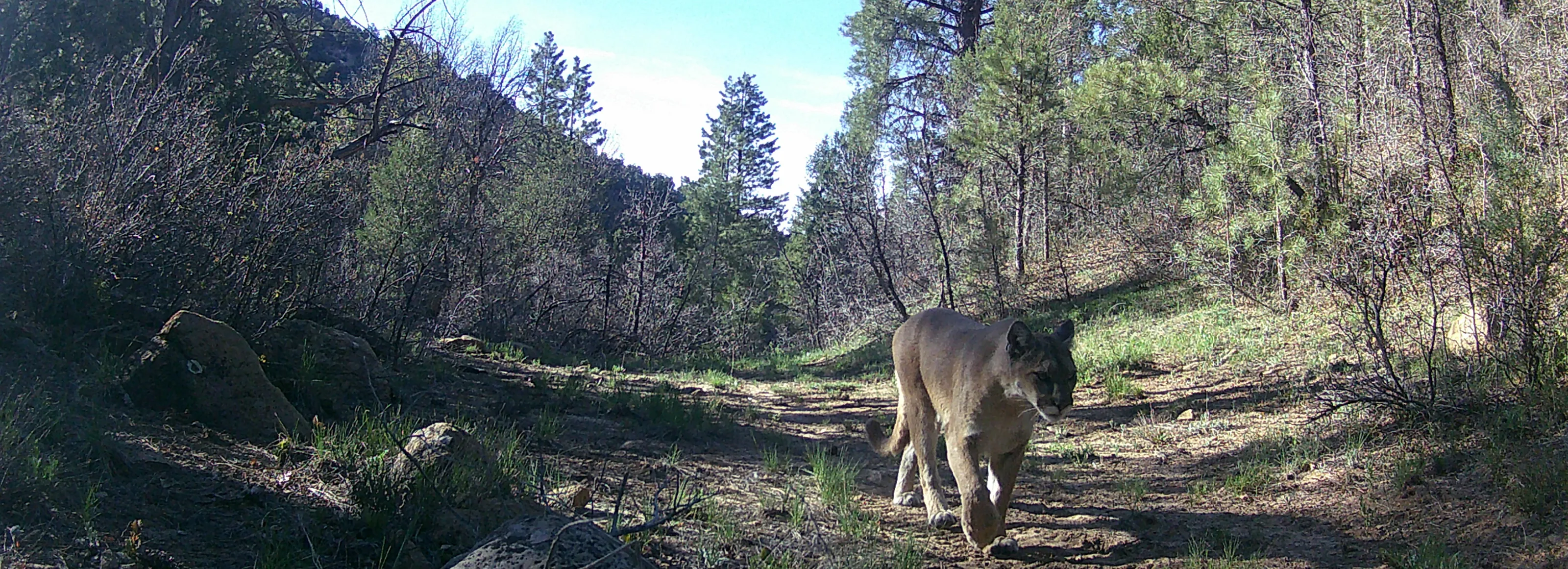 North American Wildlife