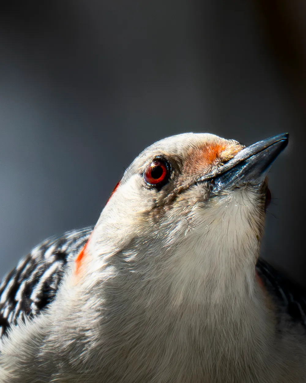 Read Bellied Red Eye