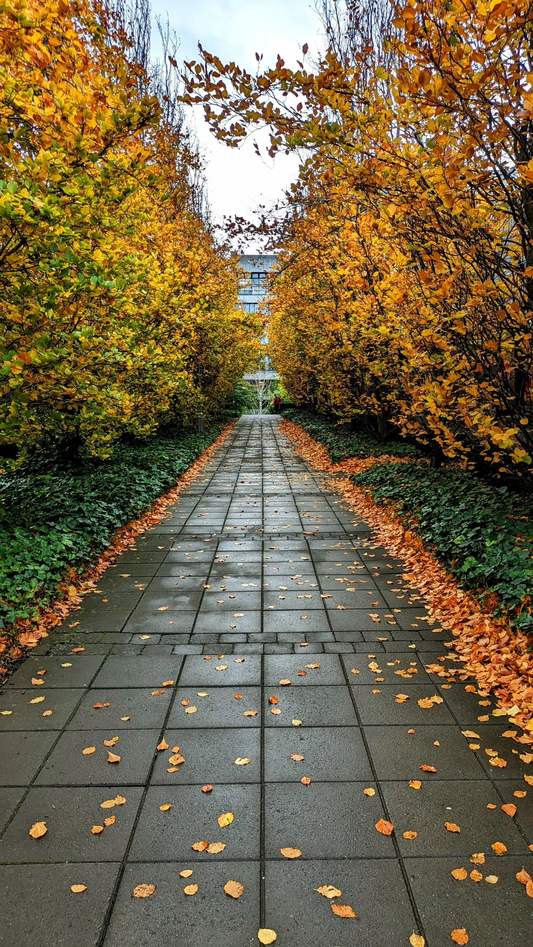 Autumn walkway
