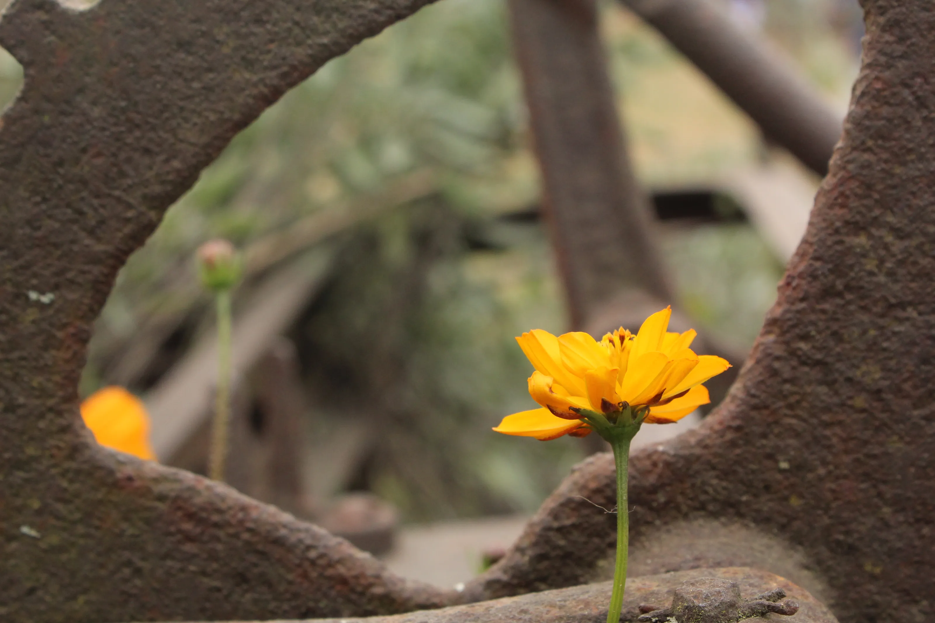 Growing Sun