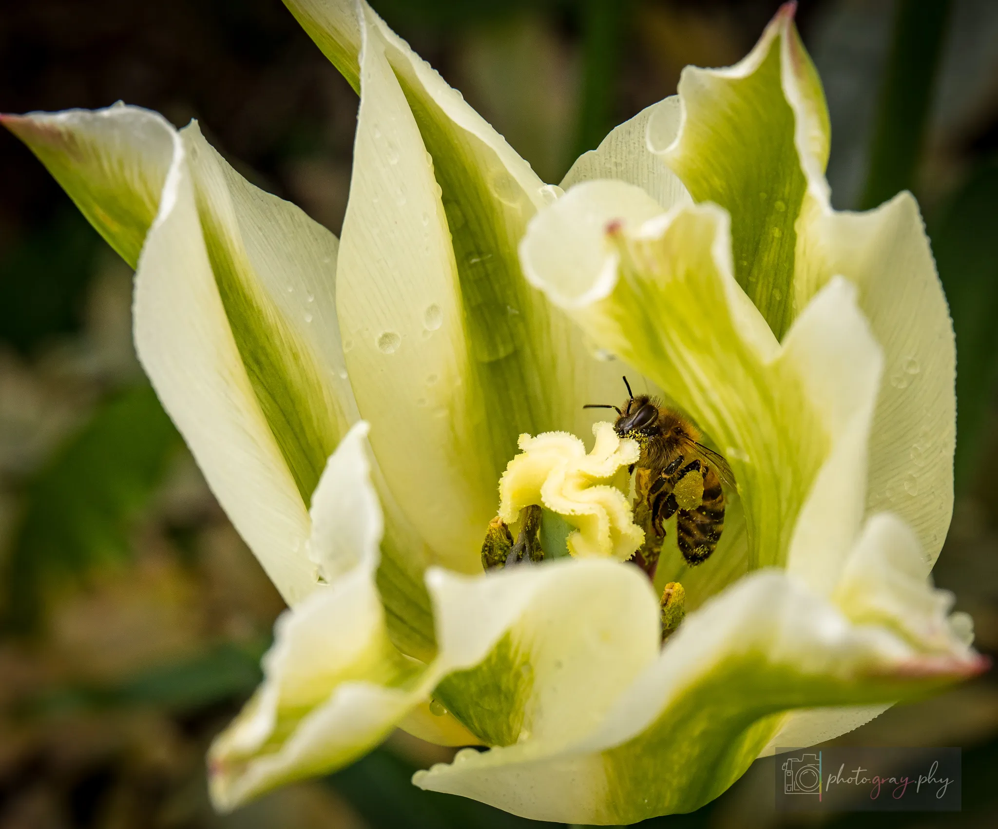 Pollen laden bee